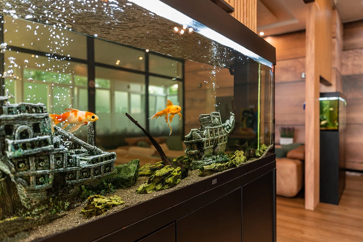 Fish Aquarium Fish aquarium in the living room area at MedTiM Hospital